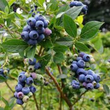 Ảnh của ដើម Blueberry